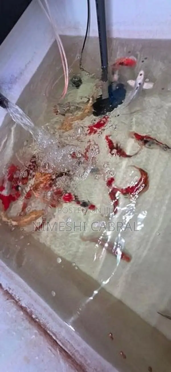 Koi Fish