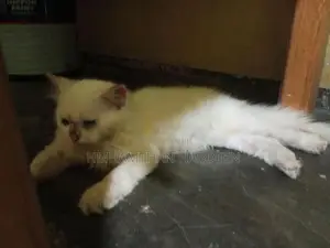 Persian Female Cat