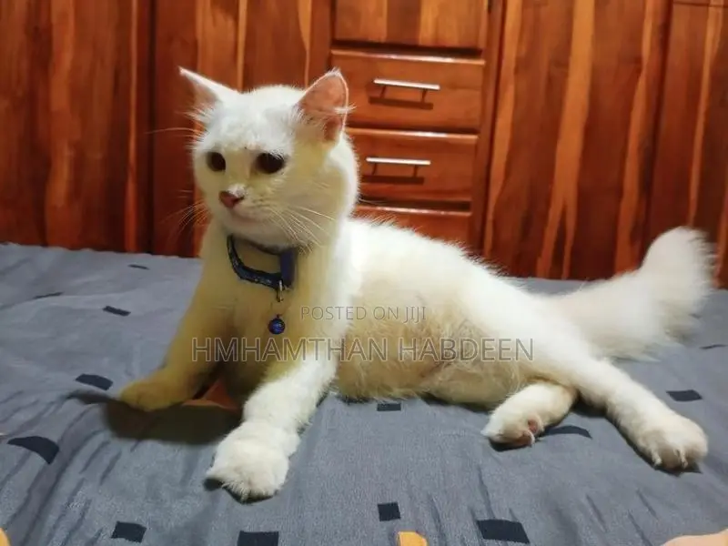 Persian Female Cat