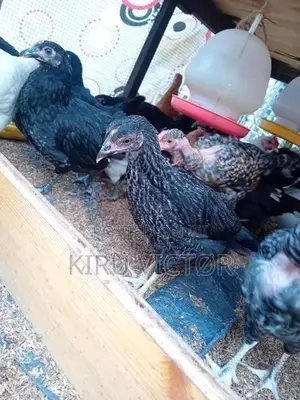 ஊர் கோழிக்குஞ்சுகள்