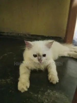 Persian Female Cat