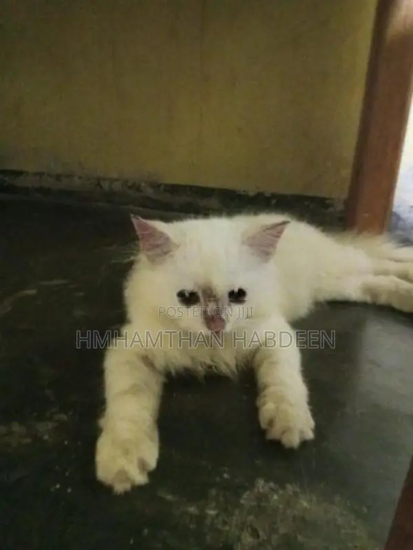 Persian Female Cat