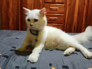 Persian Female Cat