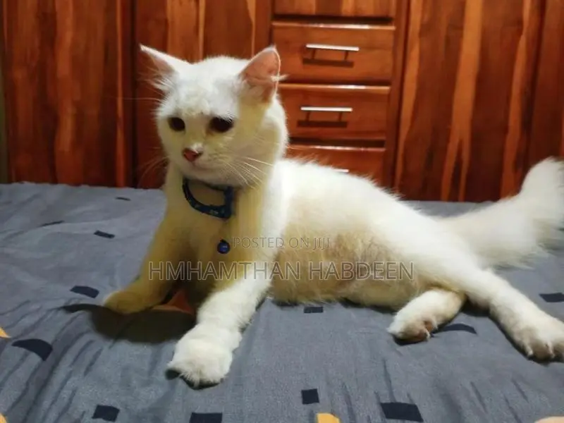 Persian Female Cat