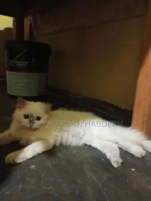 Persian Female Cat