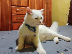 Persian Female Cat