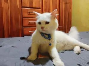 Persian Female Cat