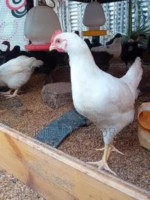 ஊர் கோழிக்குஞ்சுகள்