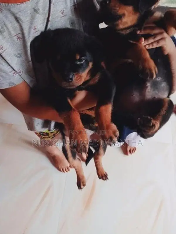 Rottweiler Puppy