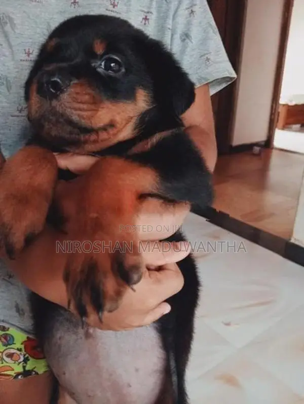 Rottweiler Puppy