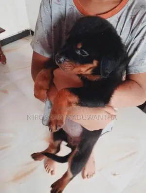 Rottweiler Puppy