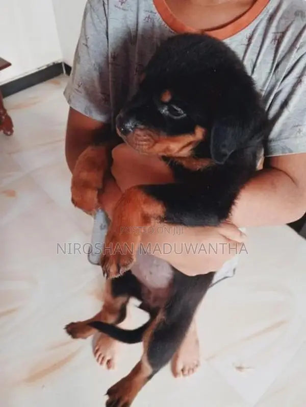 Rottweiler Puppy