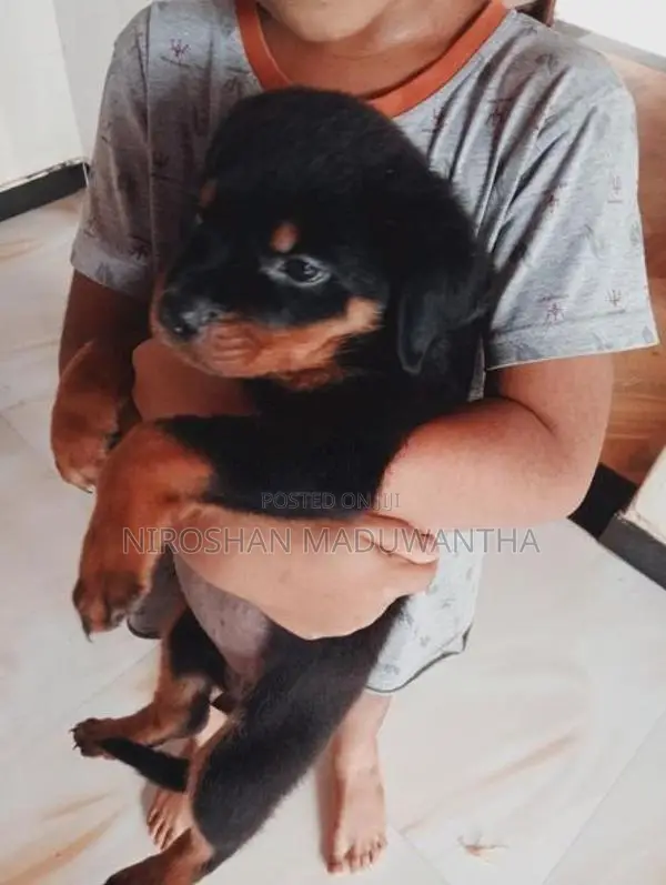 Rottweiler Puppy