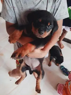 Rottweiler Puppy