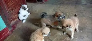 Pommeriyan Puppy