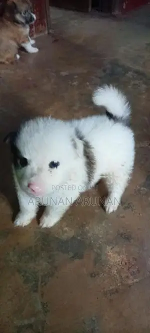 Pommeriyan Puppy