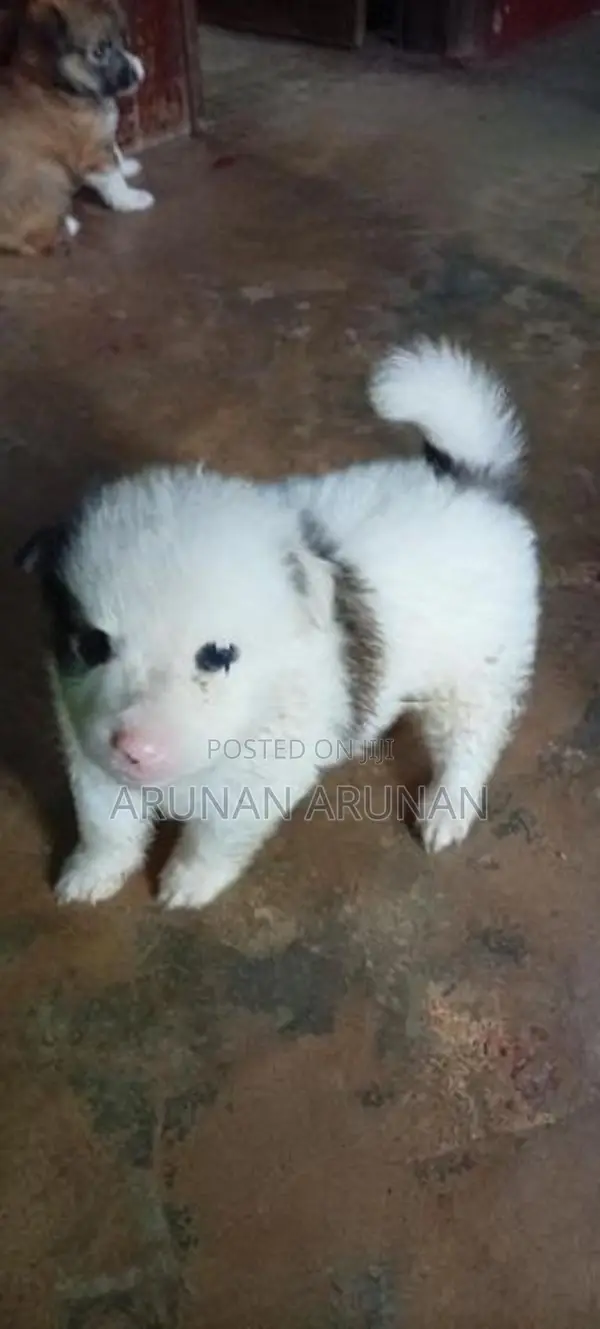 Pommeriyan Puppy