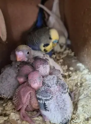 Love Birds