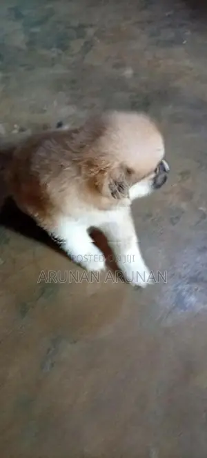 Pomeranian Puppy