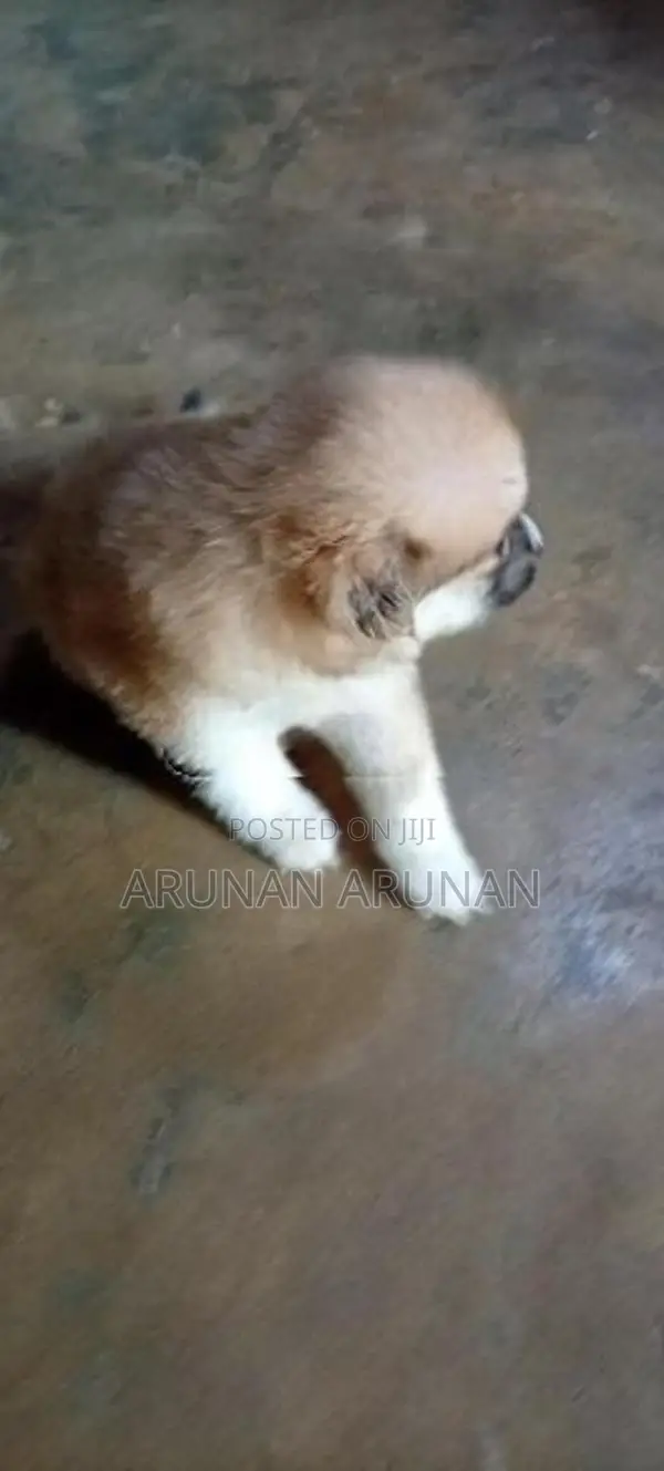 Pomeranian Puppy