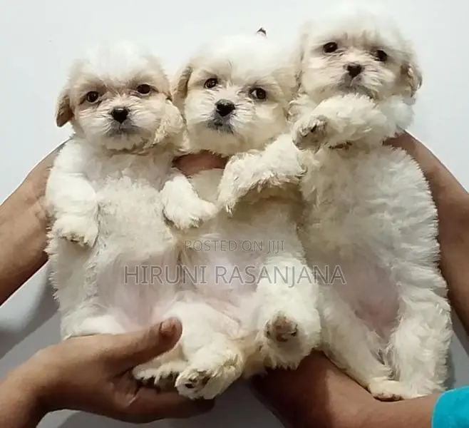 Shih Tzu Puppies