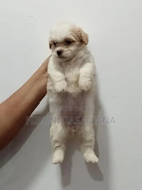Shih Tzu Puppies