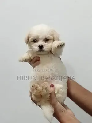 Shih Tzu Puppies