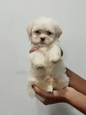Shih Tzu Puppies