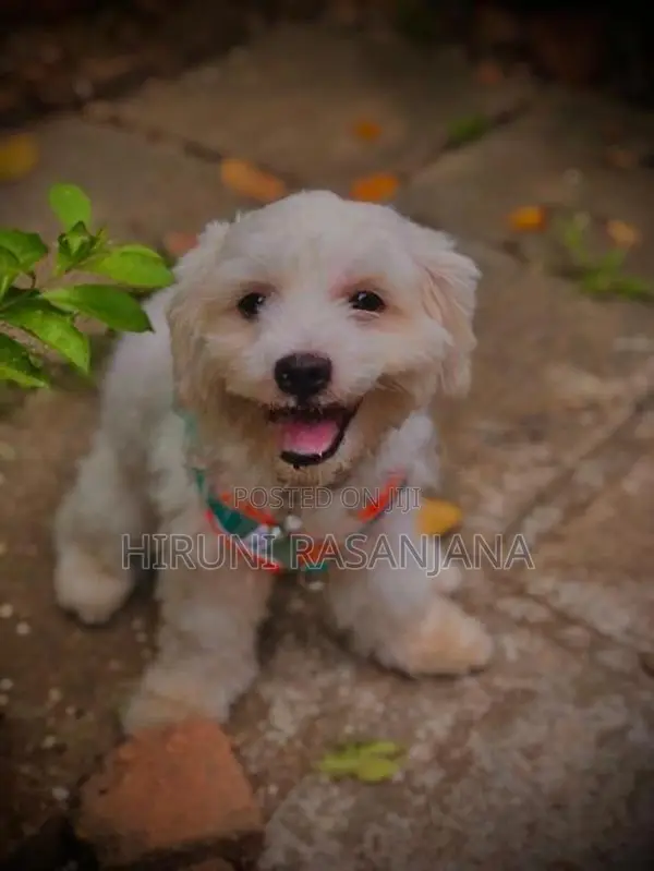 Shih Tzu Puppies