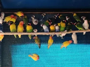 African Love Birds