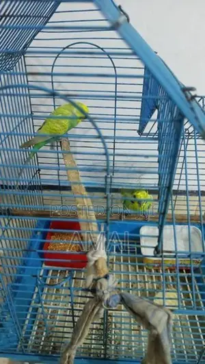 Love Birds