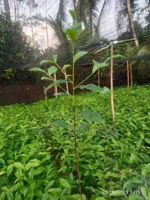 තේ පැළ