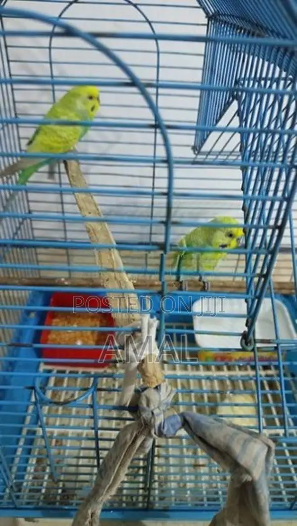 Love Birds