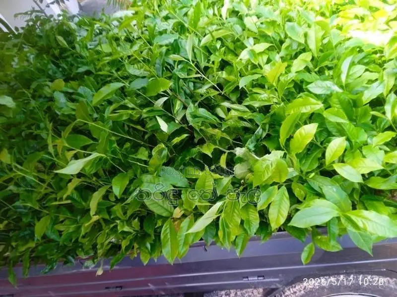 තේ පැළ
