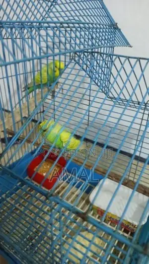 Love Birds