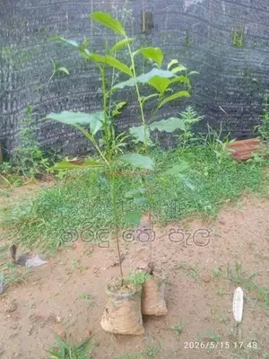 තේ පැළ