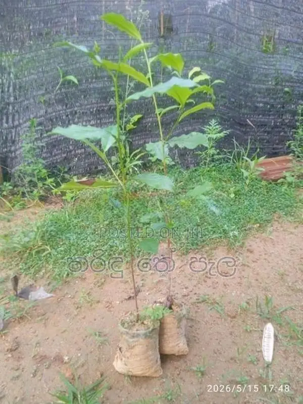 තේ පැළ
