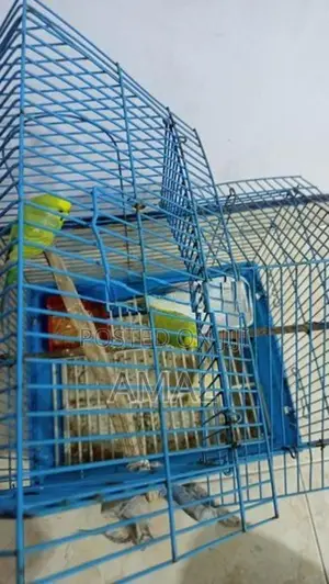 Love Birds