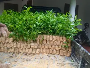 තේ පැළ
