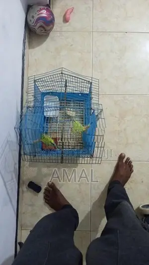 Love Birds