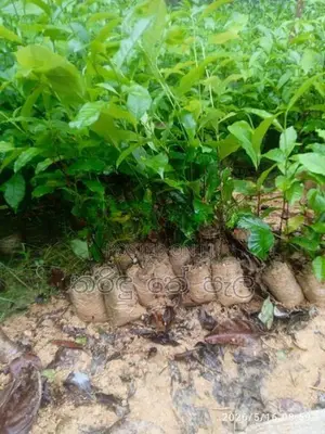 තේ පැළ