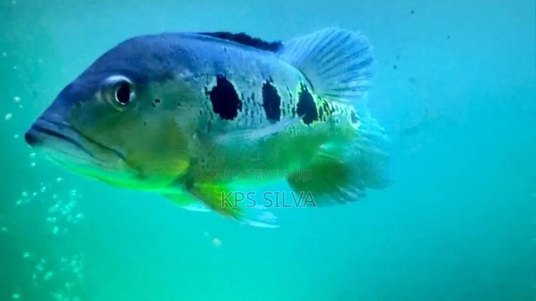 Orinoco Peacock Bass