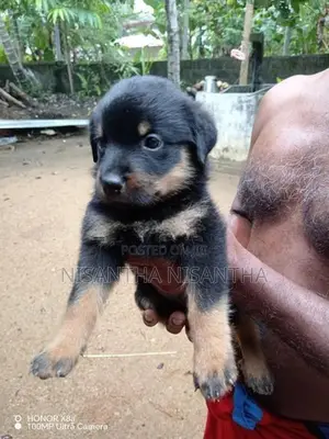 Rottweiler Puppies