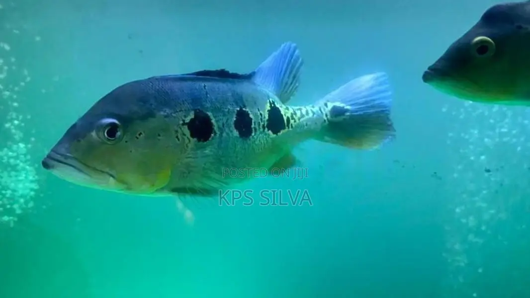 Orinoco Peacock Bass