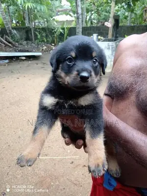 Rottweiler Puppies