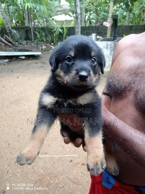 Rottweiler Puppies