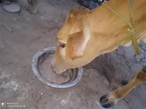 Milk Cow