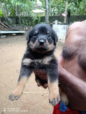 Rottweiler Puppies