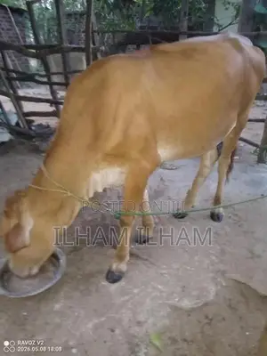 Milk Cow