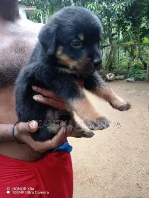 Rottweiler Puppies